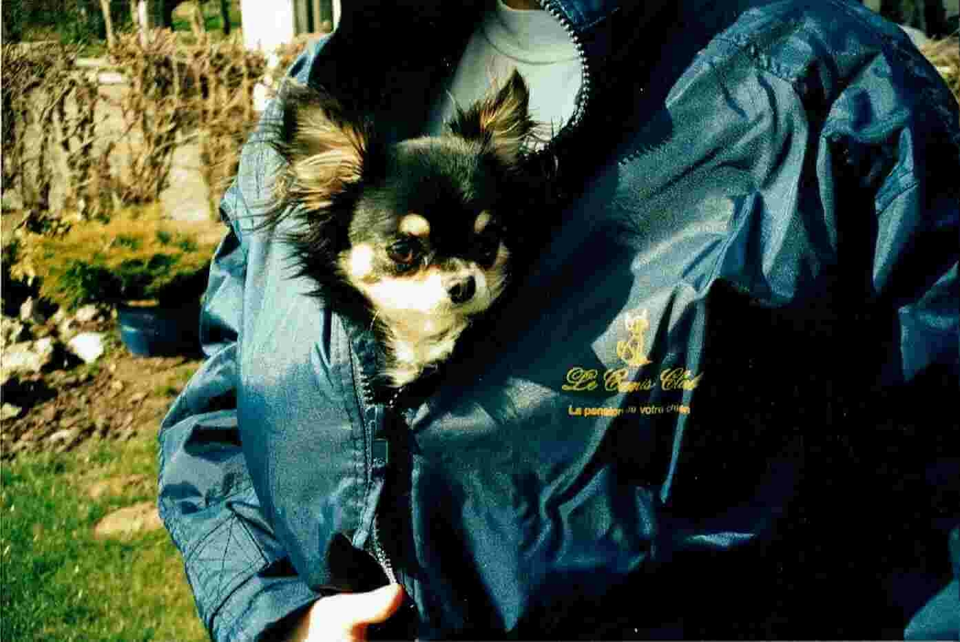 Petit chien dans la veste d'un employé du Canis Club